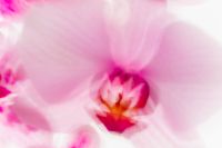 Kaboompics - Soft Pink Orchid Close Up Floral Background