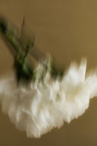 Kaboompics - Abstract White Flower Motion Blur