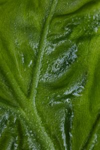 Kaboompics - Alocasia Leaf Surface Detail