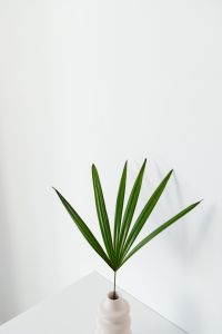Kaboompics - Portrait Palm Leaf Still Life in a Ribbed White Vase