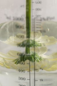 Kaboompics - White Gerberas in a Measuring Cup of Water
