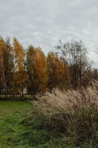 Kaboompics - Golden Birch Trees and Tall Grass in an Autumn Meadow