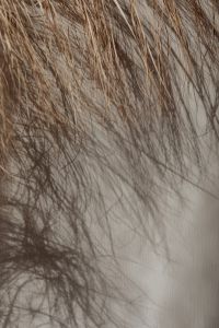 Kaboompics - Crossing Dried Grass Stems in a Warm Neutral Macro