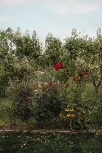 Kaboompics - Floral Compositions Amidst Greenery
