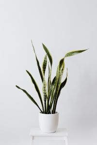 Kaboompics - Potted Sansevieria Snake Plant on White Background