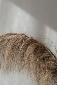 Kaboompics - Arching Dried Pampas Grass Against Sunlit Neutral Wall