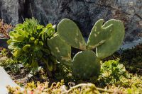 Kaboompics - Prickly Pear Cactus and Succulents in a Mediterranean Garden