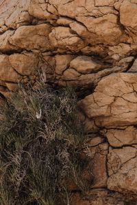 Kaboompics - Dry Coastal Shrub Against a Cracked Rocky Wall