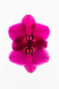 Kaboompics - Mirrored Orchid Flower With Vertical Reflection Composition