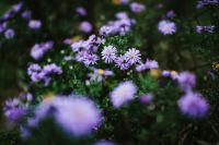 Kaboompics - Purple flowers close-ups