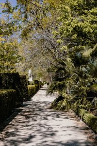 Kaboompics - Botanical Garden Pathway Framed by Tropical Foliage
