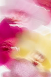Kaboompics - Abstract Pink and Yellow Orchid Motion Blur Vertical