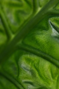 Kaboompics - Alocasia Leaf Close-Up Background
