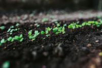 Kaboompics - Early spring garden