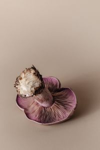 Kaboompics - Violet Wood Blewit Mushroom Top View