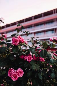 Kaboompics - Roses of Bulgaria