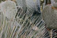 Kaboompics - Prickly Pear Pads and Long White Spines, Macro Detail