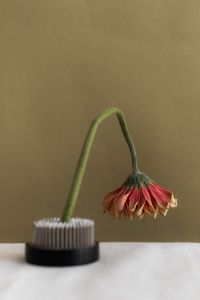 Kaboompics - Drooping Pink Flower and Floral Frog