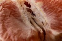 Kaboompics - Grapefruit Flesh Macro Texture