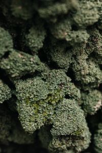 Kaboompics - Dense Green Lichen Texture on Weathered Bark