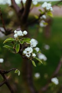 Kaboompics - Little white flowers on branches