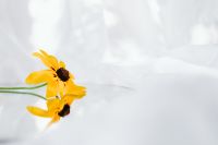 Kaboompics - Yellow Black-Eyed Susan Flowers Floating on White Fabric