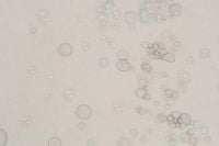 Kaboompics - Soft White Bubble Pattern with Iridescent Rings and Copy Space