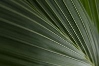 Kaboompics - Palm Leaf Stripes and Linear Texture Close-Up