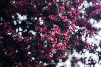 Kaboompics - Flowering Tree Canopy with Dark Space and White Bokeh