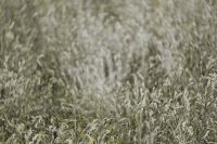 Kaboompics - Silver grass field