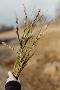 Kaboompics - Fresh spring catkin branches