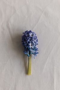 Kaboompics - Single Blue Hyacinth Bloom Resting on Wrinkled Linen