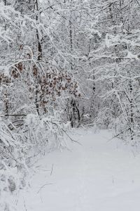 Kaboompics - Snow-covered Trees