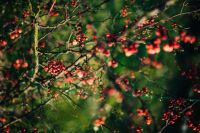 Kaboompics - Close-ups of leaves, flowers and fruit on trees, part 1