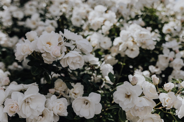 White Ranuclus Macro White Ranunculus Petals and Green Buds for Botanical Backgrounds ...