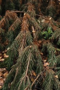 Kaboompics - Brown Fir Needles on a Wilting Evergreen Branch