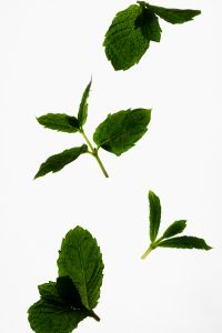 Kaboompics - Fresh Mint Sprigs on White Background