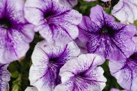 Kaboompics - Purple and White Petunia Flowers Filling the Frame