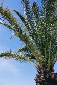 Green palm tree