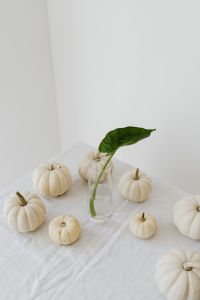 Kaboompics - White Mini Pumpkins and Green Houseplant on White Fabric