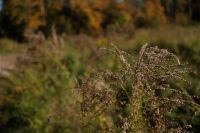 Kaboompics - Dried Wild Plants in a Sunlit Autumn Meadow