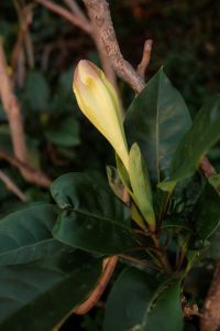 Kaboompics - Closed Yellow Flower Bud on Leafy Branch