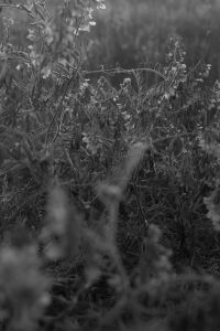 Kaboompics - Monochrome Wild Plants and Grass Texture in Soft Focus