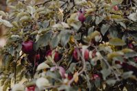 Kaboompics - Red apples on a tree in the garden
