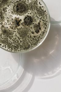 Kaboompics - Angled View of Mold Growth in Glass Petri Dish