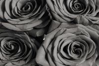 Kaboompics - Black and White Rose Petals Macro, Monochrome Floral Background