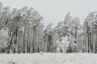 Kaboompics - Cloud Dancer White Winter Forest Landscape