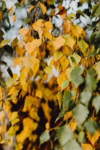 Kaboompics - Golden Birch Leaves Against a Soft Forest Background