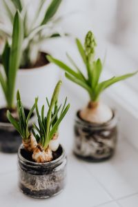 Kaboompics - Close-Up Pale Green Hyacinth Flower Bud in Glass Jar