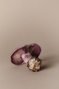 Kaboompics - Violet Wood Blewit Mushroom with Copy Space